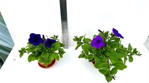 Durston's peat-free compost trial plants